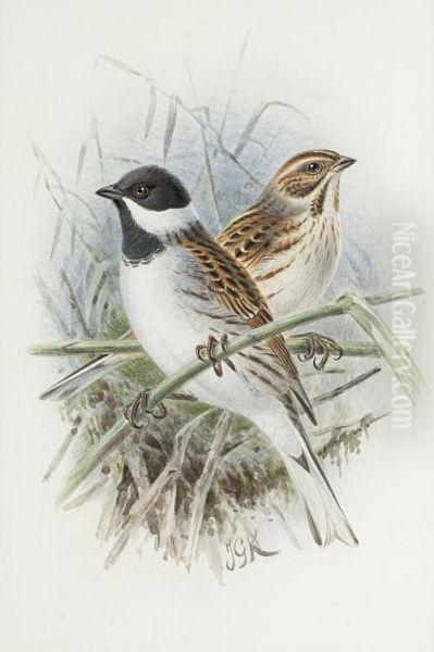 Reed Bunting Oil Painting by Johan Gerard Keulemans