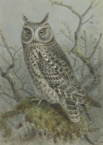 Scops Owl Oil Painting by Johan Gerard Keulemans