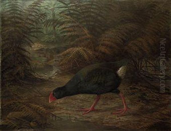 A Moho Takahe Oil Painting by Johan Gerard Keulemans