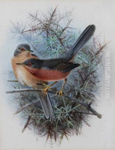 Dartford Warbler Oil Painting by Johan Gerard Keulemans