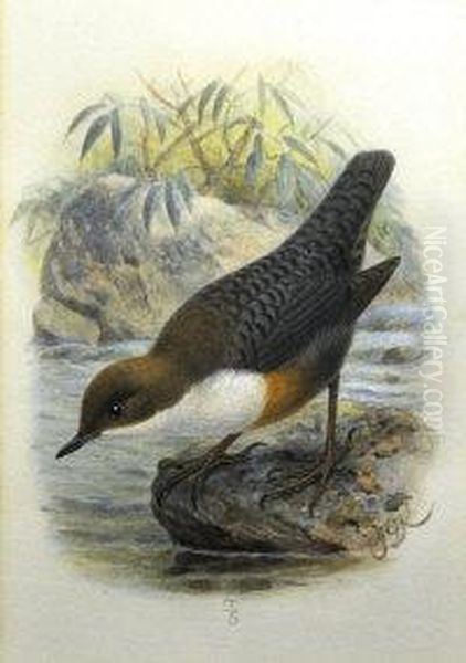 Dipper Oil Painting by John Gerrard Keulemans