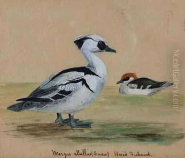 Wildfowl Studies Oil Painting by John Gerrard Keulemans