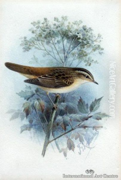 Sedge Warbler Oil Painting by John Gerrard Keulemans