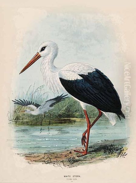 White Stork Ciconia Alba Oil Painting by John Gerrard Keulemans