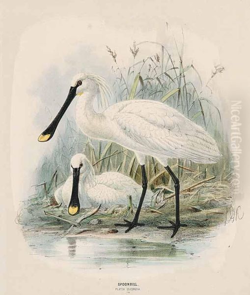 Spoonbill Platea Leucorodia Oil Painting by John Gerrard Keulemans