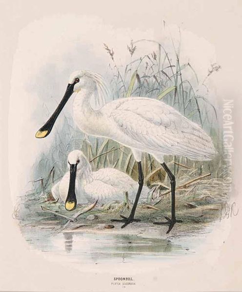 Spoonbill Platea Leucorodia [pl.178] Oil Painting by John Gerrard Keulemans