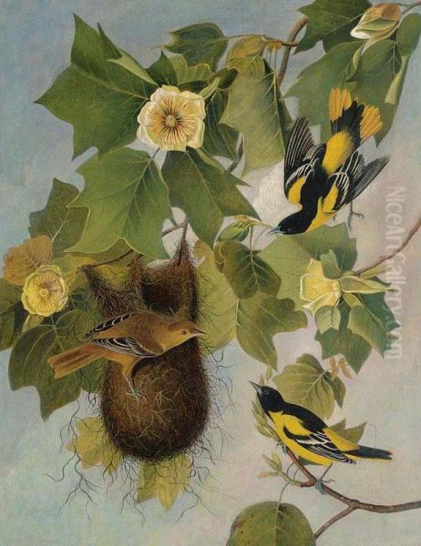 The Baltimore Oriole Oil Painting by Joseph Bartholomew Kidd