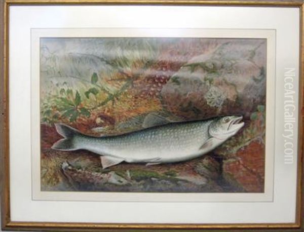 The Game Fishes Of The United States Oil Painting by Samuel A. Kilbourne