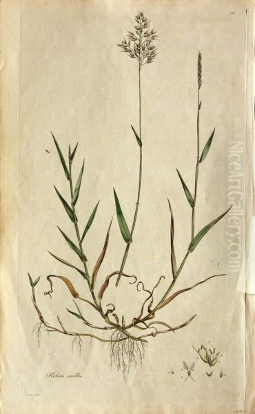 Bromus Mollis Oil Painting by William Edward Kilburn