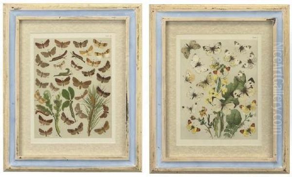 A Set Of Twenty-four Hand Coloured Lithographed Plates Of European Moths And Butterflies Oil Painting by William Kirby