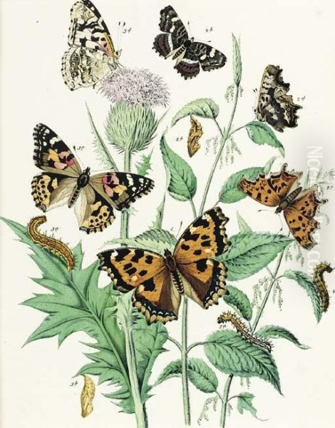 European Butterflies And Moths: Six Plates Oil Painting by William Kirby