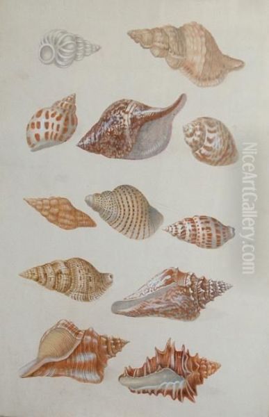 Shell Studies Oil Painting by Christoph Nikolaus Kleemann