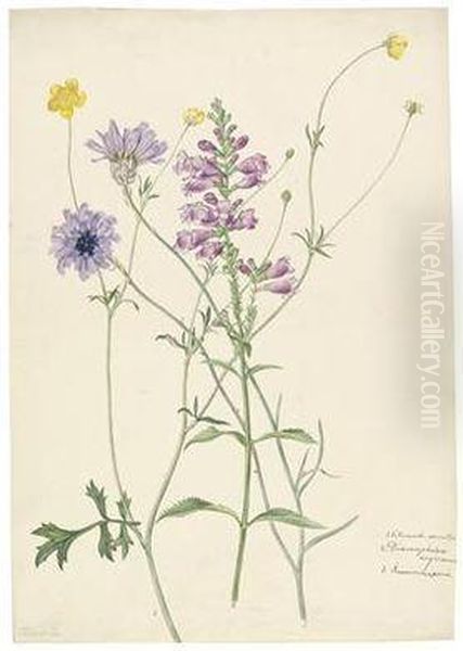 Catananche Caerulea by Joseph Knapp