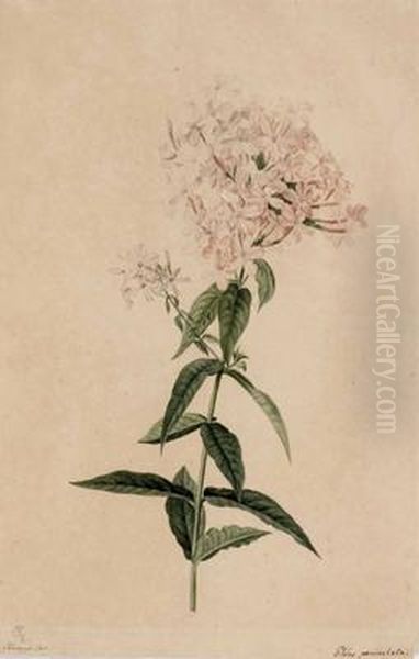 Phlox Paniculata Oil Painting by Joseph Knapp