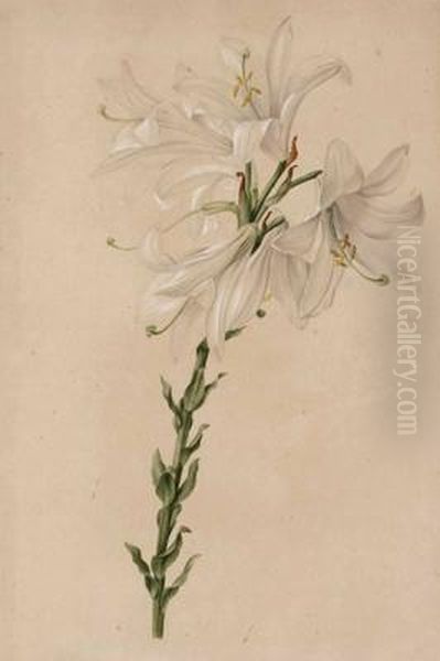 Lilium Candidum Oil Painting by Joseph Knapp