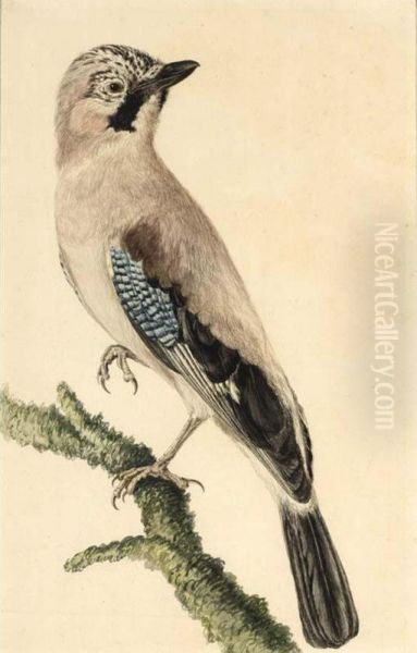 A Jay Oil Painting by Pauline Knip