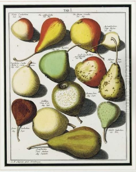 Pomologia: Five Plates by Johann Hermann Knoop