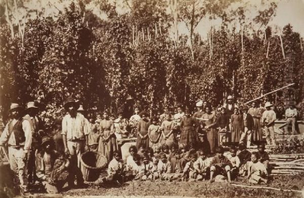 Group Ofaborigines In Hop Gardens At Coranderrk Oil Painting by Fred Kruger