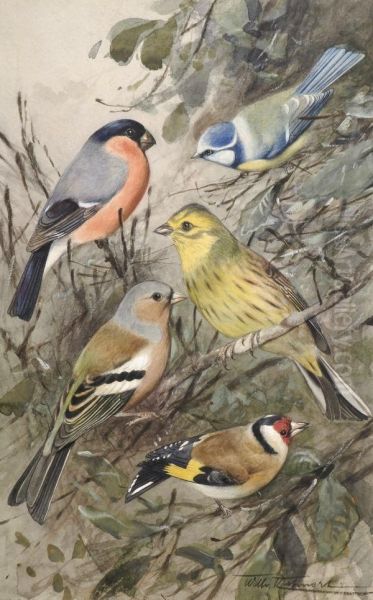 Finch Studies Oil Painting by Wilhelm Kuhnert