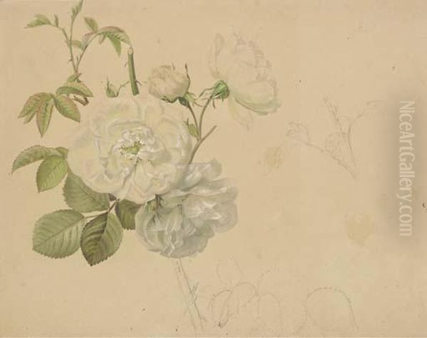 Study Of A White Rose Oil Painting by Emile Charles Labbe