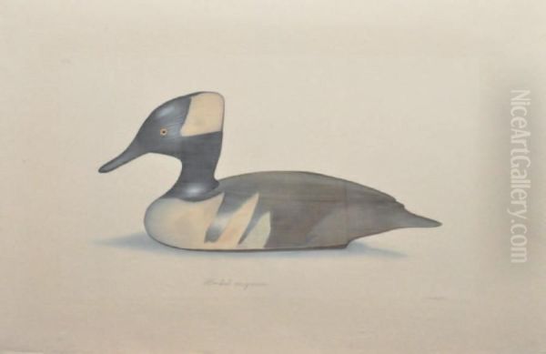 Canard Canvas Back by Louis Lafitte