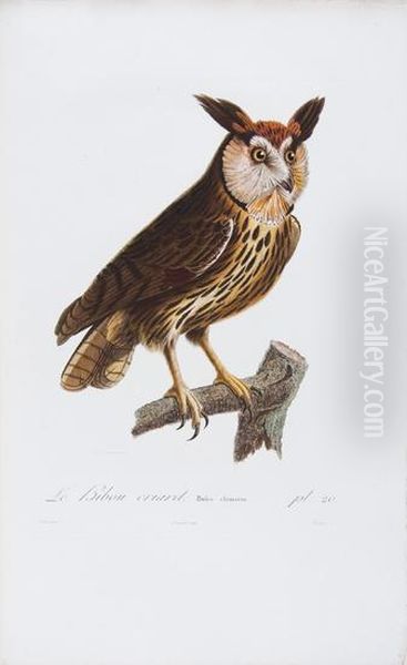 Histoire Naturelle Des Oiseaux De L'amerique Septentrionale, Contenant Un Grand Nombre D'especes Decrites Ou Figurees Pour La Premiere Fois Oil Painting by Jean Louis Laneuville