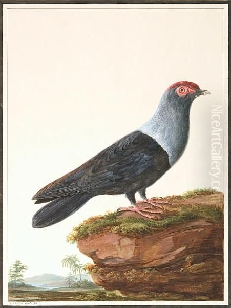 (seychelles Blue Pigeon) Oil Painting by David Le Clerc