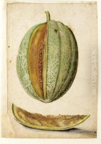 Study Of A Melon With A Slice Cut Out Oil Painting by Jacques (de Morgues) Le Moyne