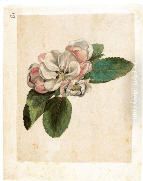 Study Of An Apple Blossom Oil Painting by Jacques (de Morgues) Le Moyne