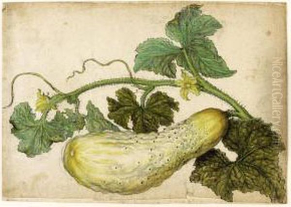 Study Of A Cucumber, With Its Leaves Oil Painting by Jacques (de Morgues) Le Moyne