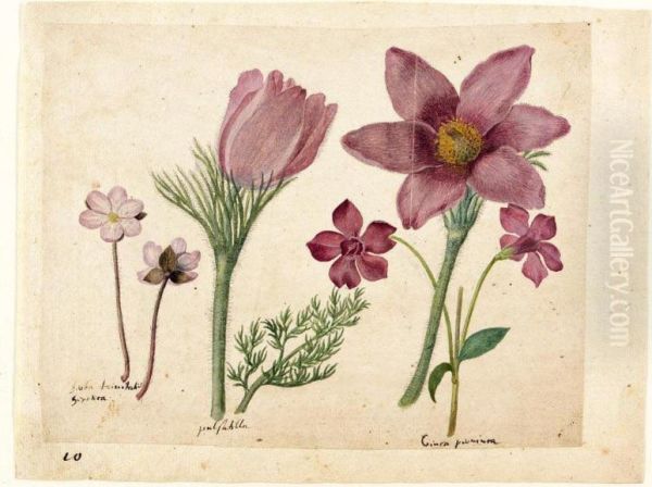 A Sheet Of Studies Of Flowers: A Liverwort, Two Pasque Flowers And A Lesser Periwinkle Oil Painting by Jacques (de Morgues) Le Moyne