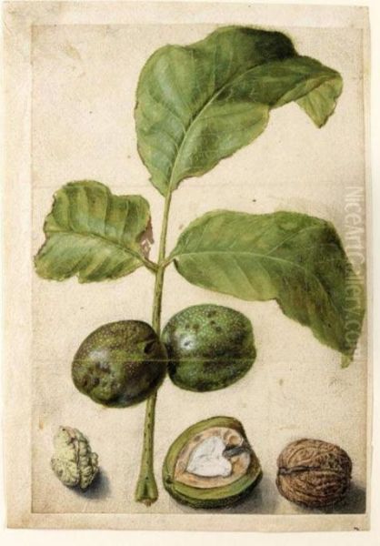 Various Studies Of Walnuts: A Spray Of Leaves With Nuts Attached, A Cross-section Of The Nut In Its Pithy Casing, The Outside Of The Shell, And The Kernel Oil Painting by Jacques (de Morgues) Le Moyne