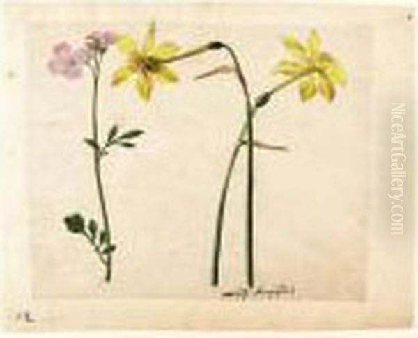 A Sheet Of Studies Of Flowers: Two Narcissi And A Lady's Smock Oil Painting by Jacques (de Morgues) Le Moyne