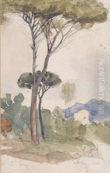 Cypress Trees Oil Painting by Edward Lear