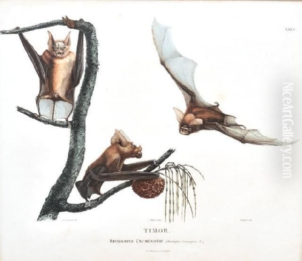 Timor: Rhinolophe Crumenifere (flying Foxes) Oil Painting by Lesueur, Charles Alexandre