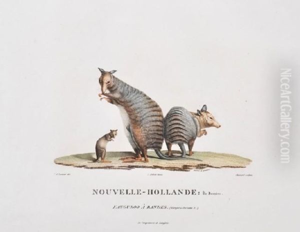 Nouvelle-hollande: Kanguroo A Bandes (striped Kangaroo) Oil Painting by Lesueur, Charles Alexandre