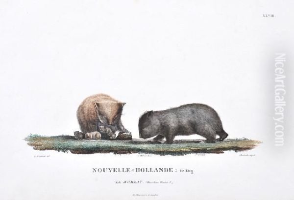 Nouvelle-hollande: Le Wombat (king Island Wombat) Oil Painting by Lesueur, Charles Alexandre