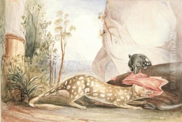 Native Cats Of Australia Oil Painting by Lesueur, Charles Alexandre