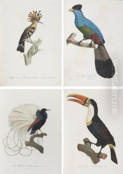 Histoire Naturelle Des Oiseaux De Paradis Et Des Rolliers, Suivie De Celle Des Toucans Et Des Barbus. Oil Painting by Francois Levaillant