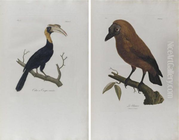 Histoire Naturelle D'une Partie D'oiseaux Nouveaux Et Rares De L'amerique Et Des Indes Oil Painting by Francois Levaillant