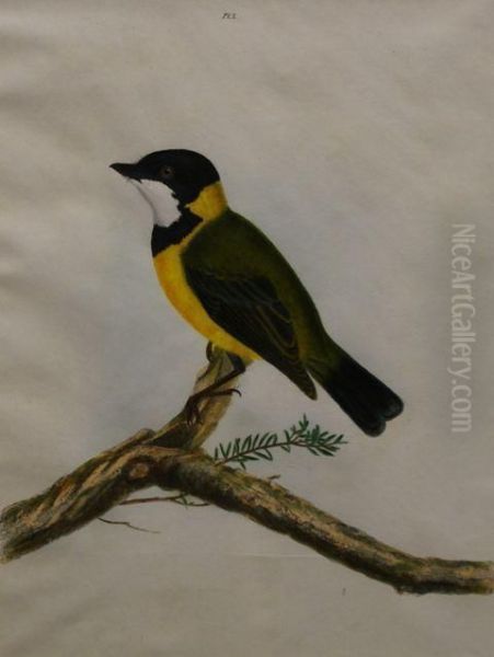 Black-crown Thrush Oil Painting by John William Lewin