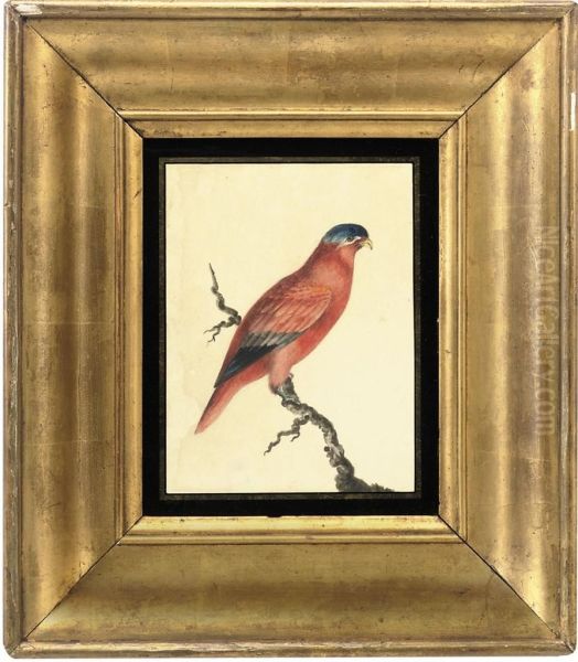 A 'red Lory' Parrot Perched On A Branch Oil Painting by John William Lewin