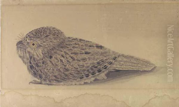 Nightjar Oil Painting by John William Lewin