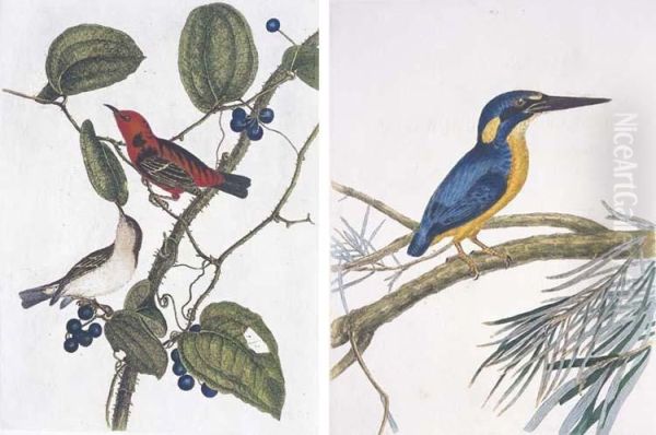 A Natural History Of The Birds Of New South Wales Oil Painting by John William Lewin