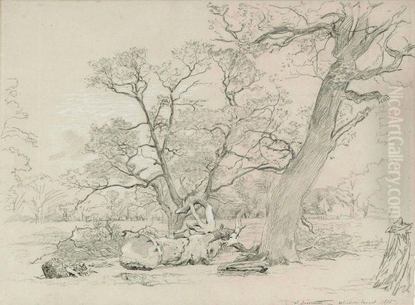 A Felled Oak, Windsor Great Park Oil Painting by John Linnell