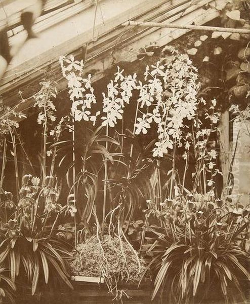 Orchids Penllergare Oil Painting by John Dillwyn Llewellyn