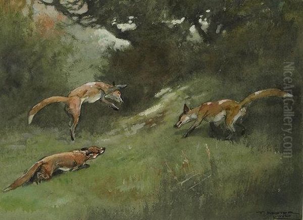 Foxes At Play Oil Painting by Thomas Ivester Lloyd