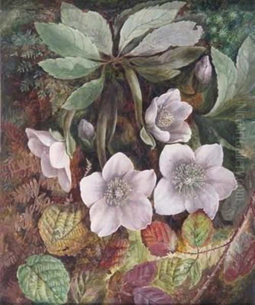 A Christmas Rose Or Hellebore Oil Painting by Albert Durer Lucas