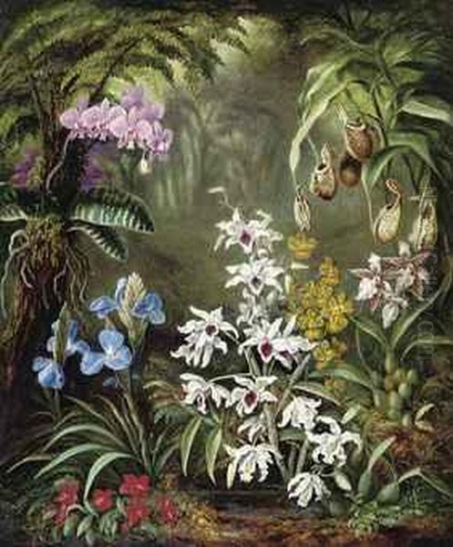 Orchids Oil Painting by Albert Durer Lucas