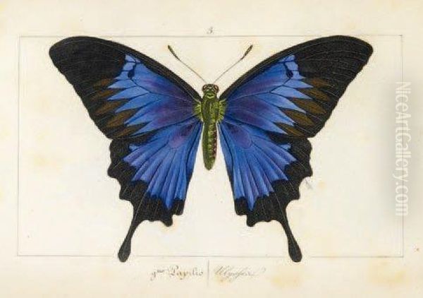 Histoire Naturelle Des Lepidopteres D'europe Oil Painting by Hippolyte Lucas